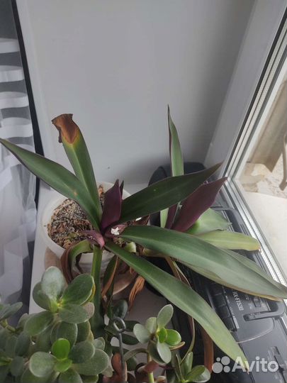 Кордилина киви и ноев ковчег