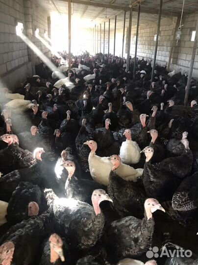 Индюки виктория северокавказская бронза