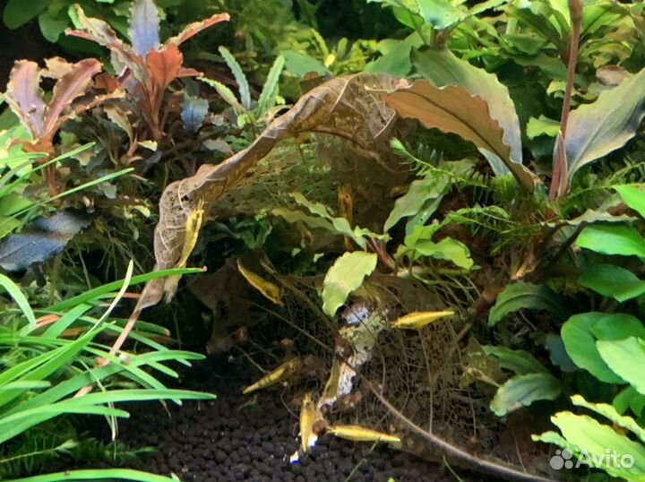 Креветки красный кристалл, неокаридины