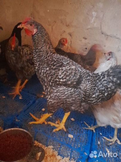 Плимутрок белый.Мехеленская кукушка белая петушки