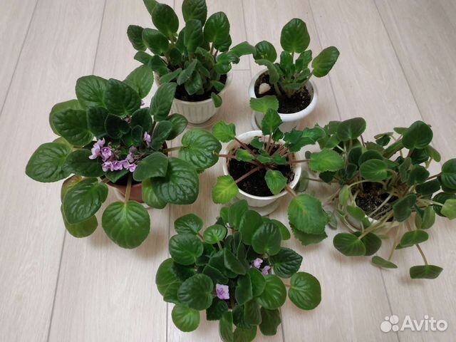 Фиалка в горшках