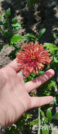 Хризантемы