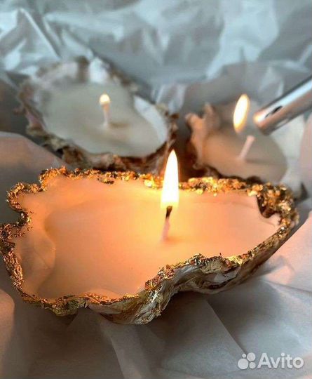 Морские ракушки раковины Устрица Устричные ракушки