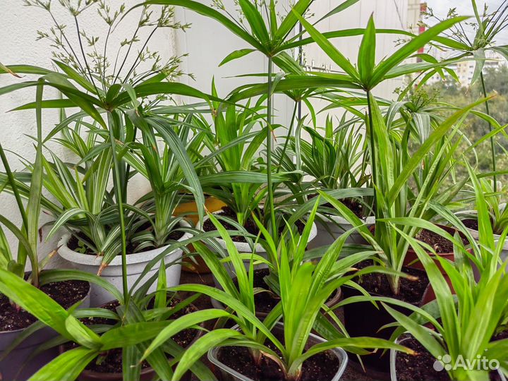 Циперус раскидистый