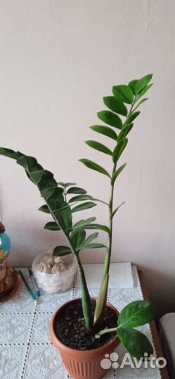 Замиокулькас