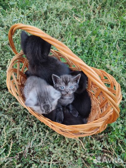 Отдам котят в добрые руки