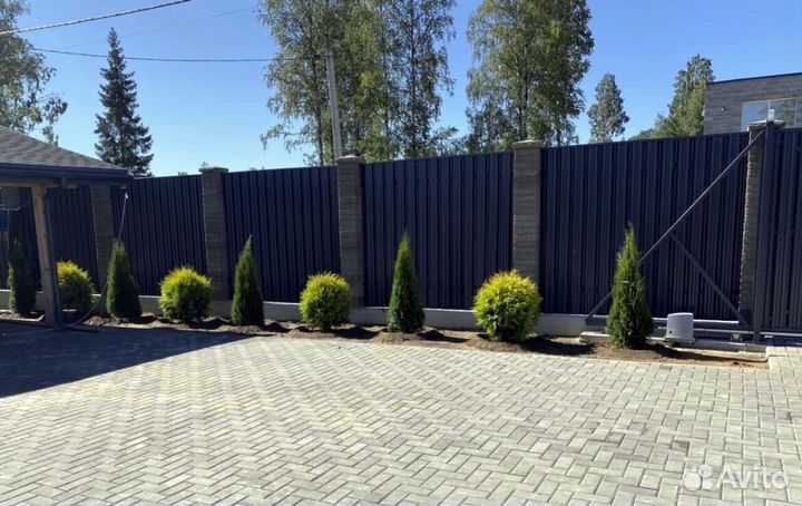 Туя екстра класса