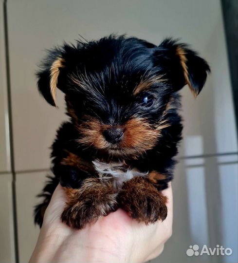 Йоркширский терьер мини щенки бейби фейс