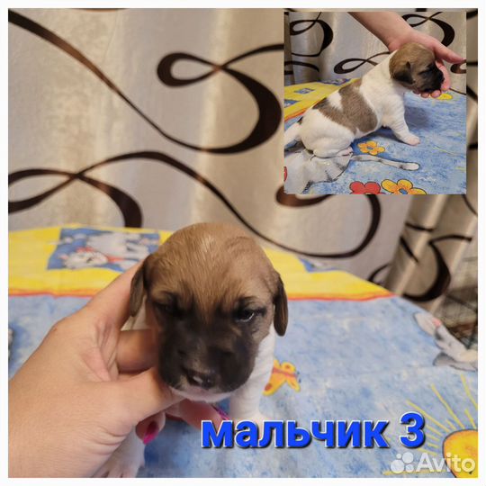 Щенки джек рассел терьер