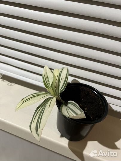 Традесканция