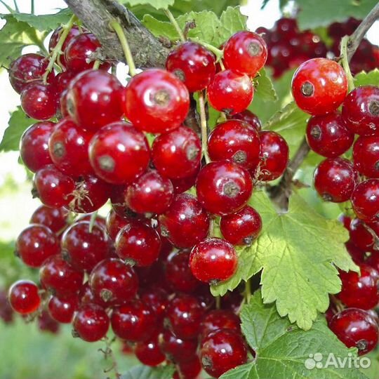 Смородина красн., чёрн., саженцы BR, опт от 10 шт