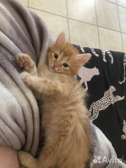 Кошка в дар