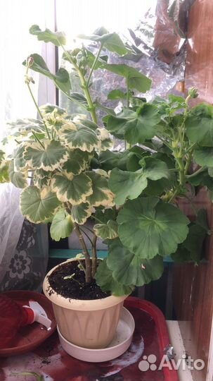 Пеларгония герань