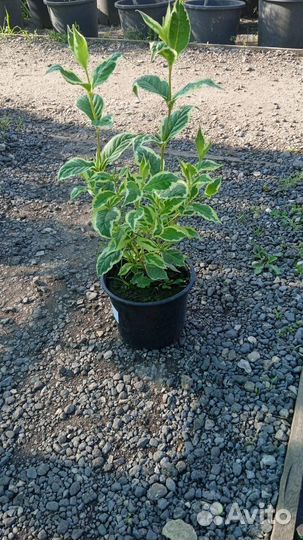 Вейгела в ассортименте