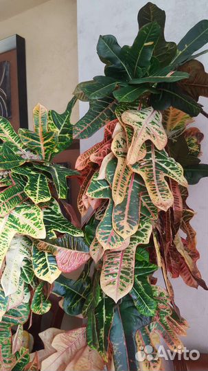 Кодиеум кротон