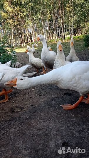 Гуси породы линда