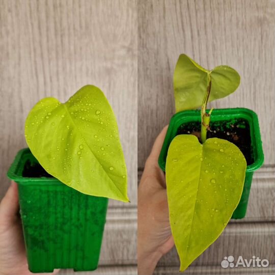 Комнатные растения