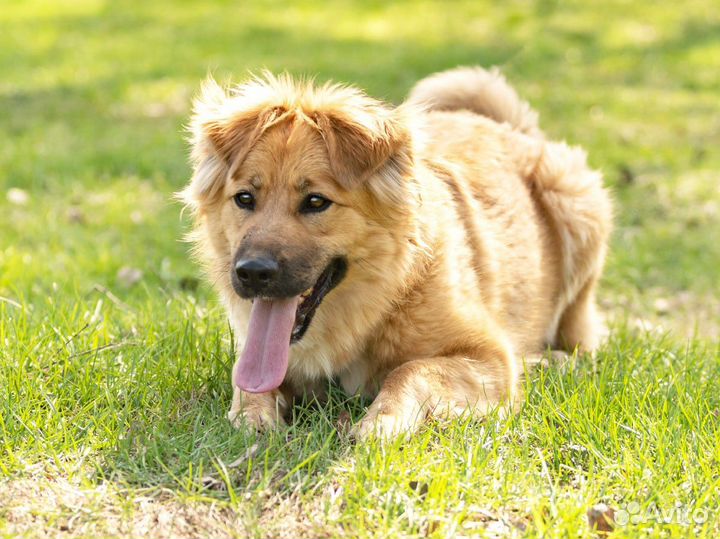 Кэсси ищет дом. Собака 1 год бесплатно