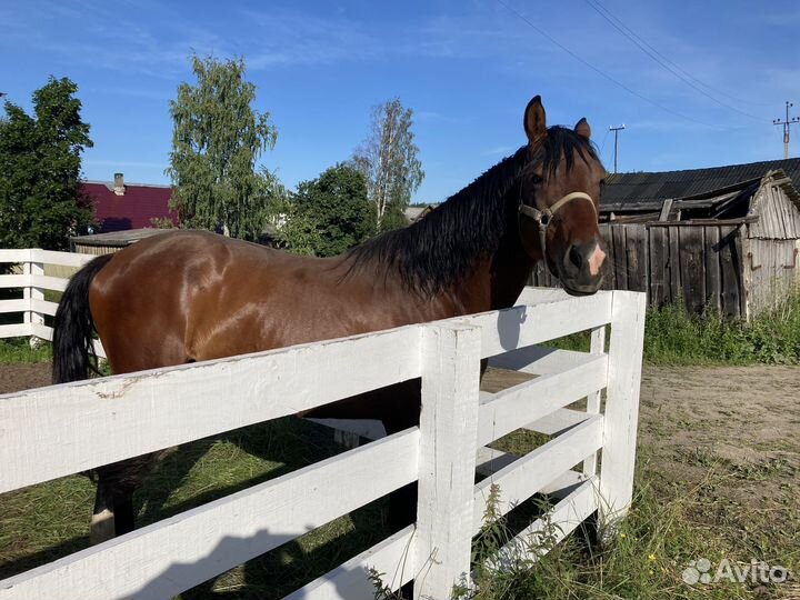 Продажа коня