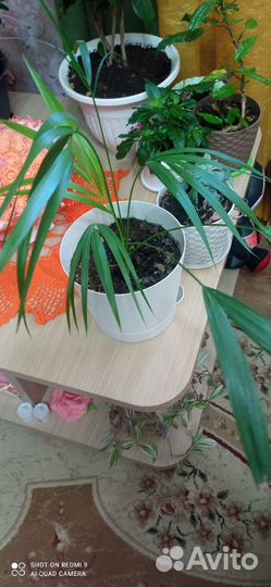 Хризалидокарпус