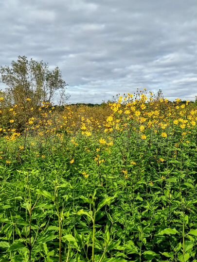 Участок 16 сот. (ИЖС)