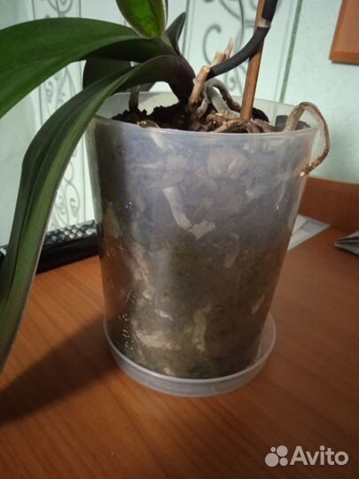 Орхидея фаленопсис