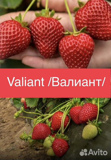 Клубника Новинки 2023