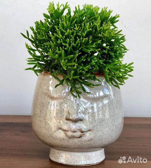 Замиокулькас хатиора каланхоэ лечебный фиалки