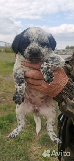 Собака в добрые руки отдам бесплатно щенки