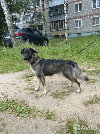 В добрые руки