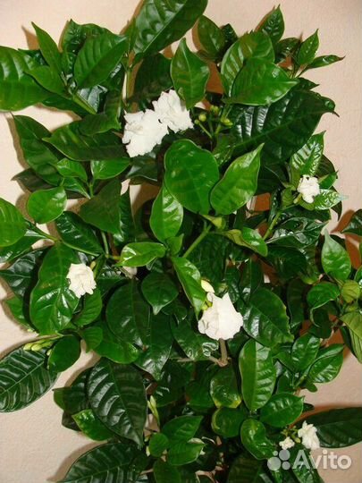 Гербарий табернемонтана