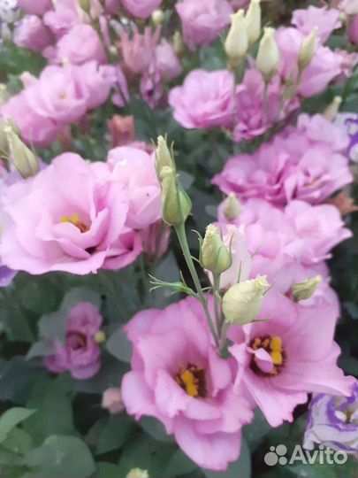 Эустома семена