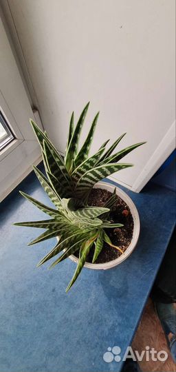 Алоэ пёстрое