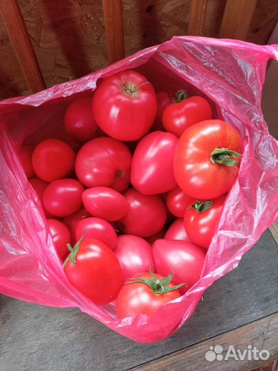 Помидоры