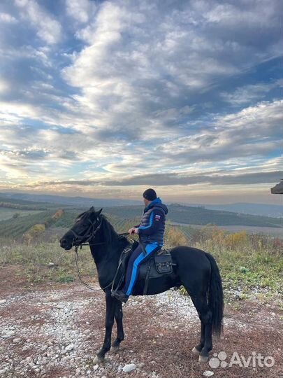 Лошадь мерин