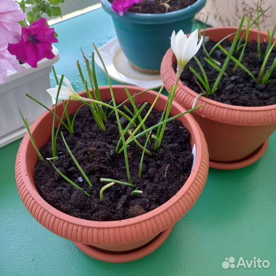 Домашние растения