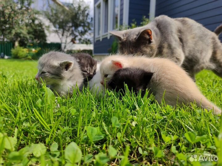 Славные котята ищут своего хозяина