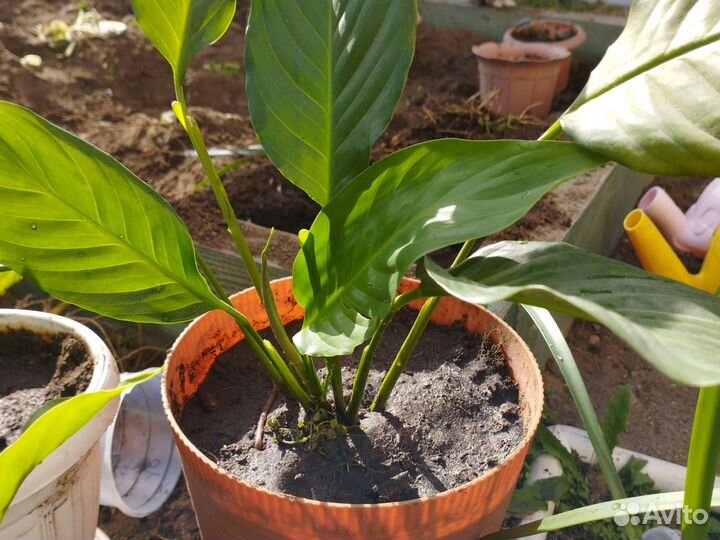 Спатифиллум, колеос,валотта, фиалка бордовая