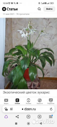 Эухарис амазонская лилия