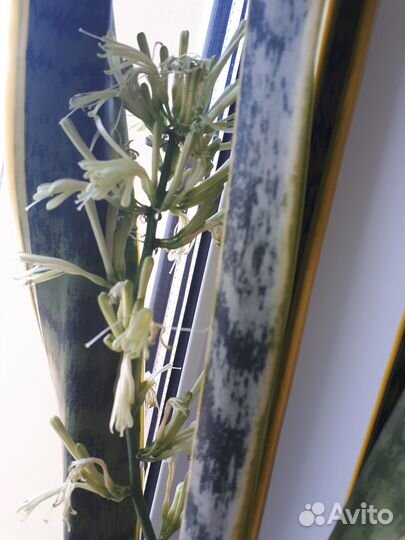 Сансевьерия трехполосная