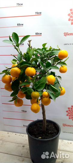 Каламондин цитрус штамбовый