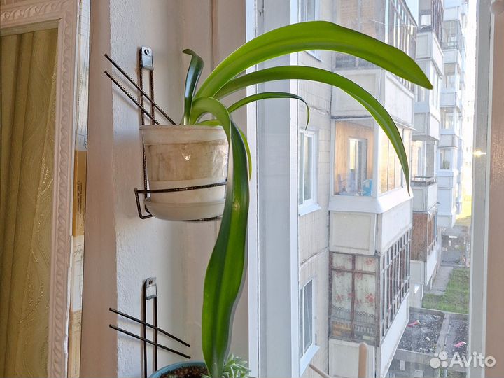 Гиппеаструм и амариллис