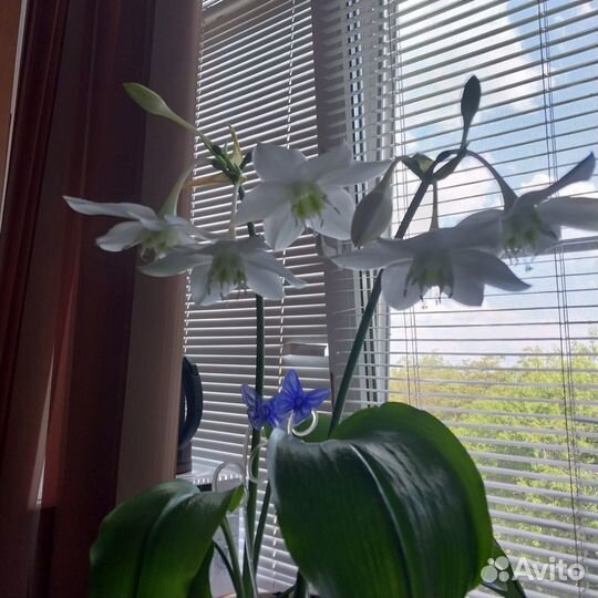 Цветок аспидистра