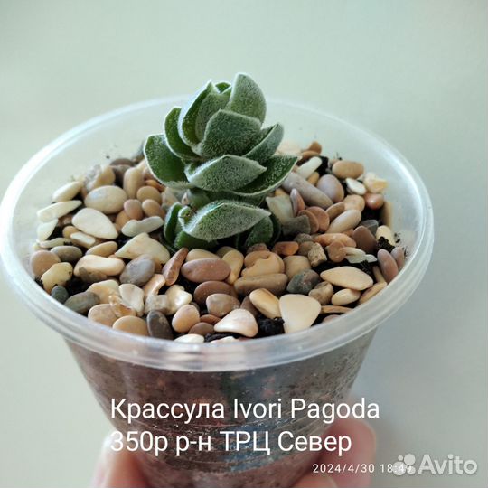 Крассулы в ассортименте