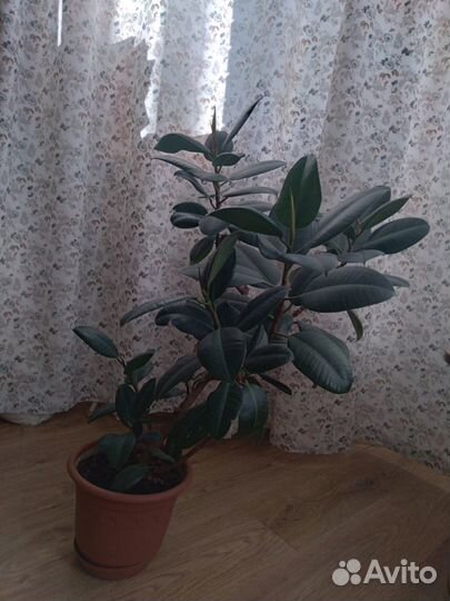 Фикус каучуконосный