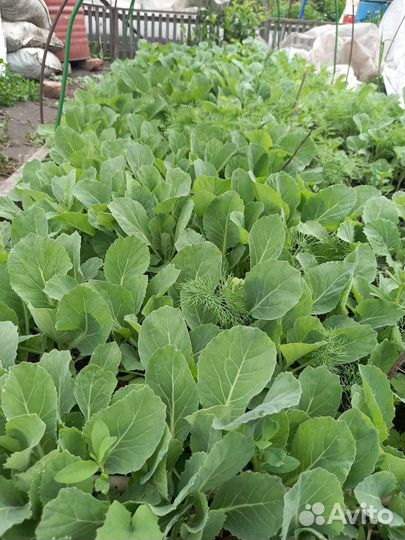 Рассада капусты