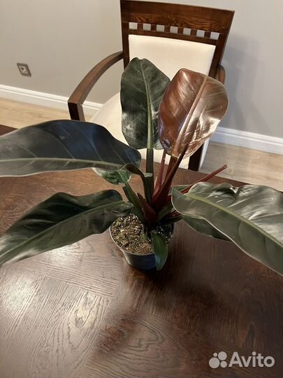 Филодендрон imperial Ред