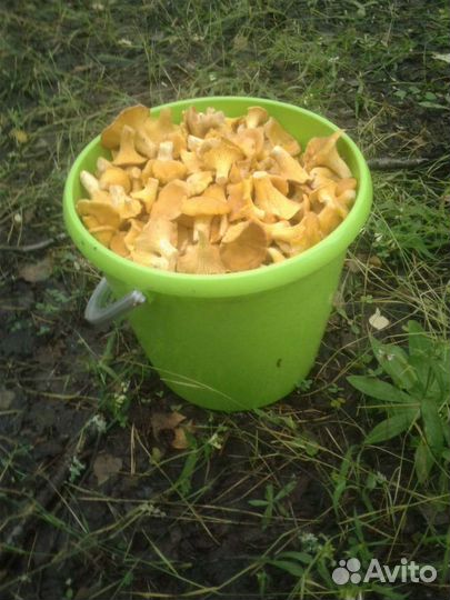 Грибы Лисички