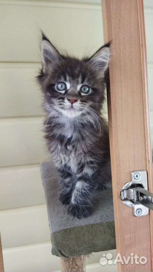 Котята мейн-кун