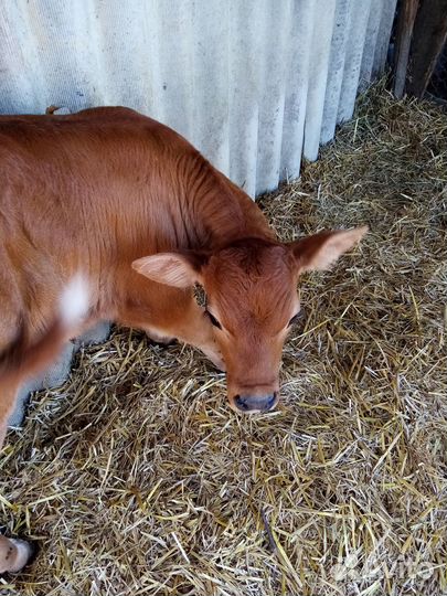 Продается бычок